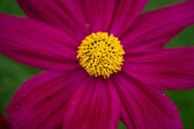 Close-up of pink flower