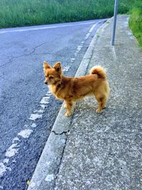 High angle view of a dog on road