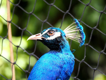 Close-up of peacock