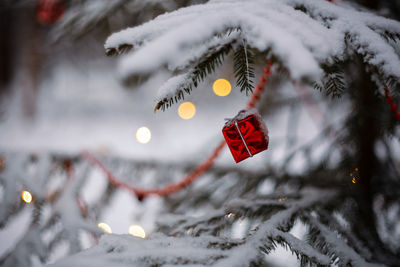 Close-up of christmas tree during winter