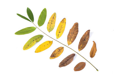 High angle view of leaves against white background