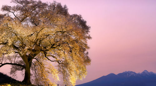 Low angle view of tree against sky during sunset