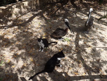 High angle view of a duck