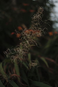Close-up of wilted plant on field