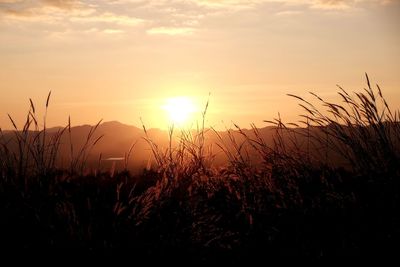 Silhouette plants against sky during sunset