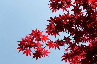 Low angle view of maple leaves on tree against clear sky