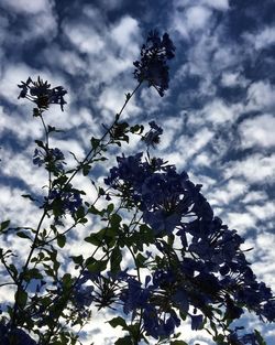 Low angle view of blooming tree against cloudy sky