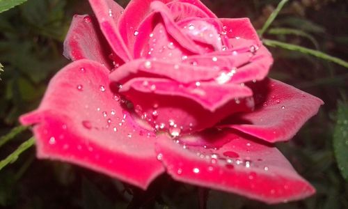 Close-up of wet pink flower