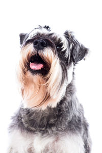 Close-up of dog over white background