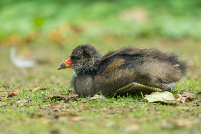 Close-up of bird on field