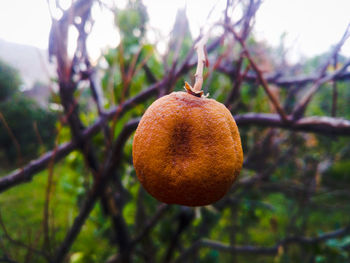 Close-up of apple on tree
