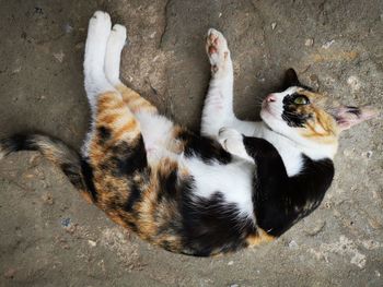 High angle view of cat resting
