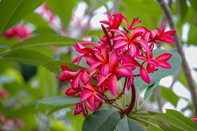 Close-up of pink flowering plant