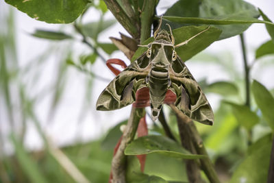 Close-up of insect on plant