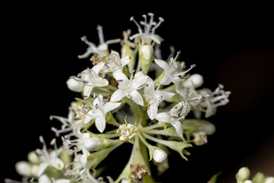 Close-up of white flowering plant against black background