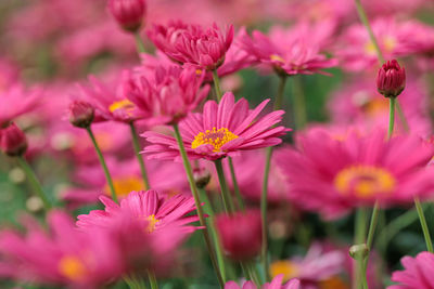 Close-up of pink flowering plants