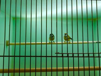 Two little birds in a cage 