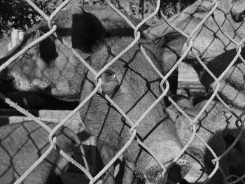 Close-up of chainlink fence in zoo