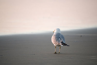 Seagull walking along the shore