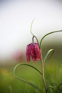 Close-up of pink flowering plant on field