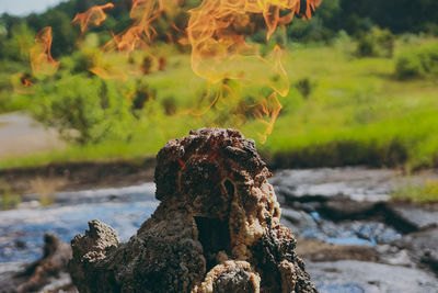 Close-up of tree trunk