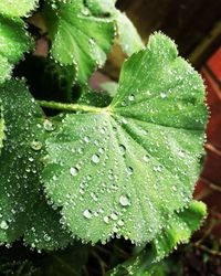 Close-up of water drops on leaves