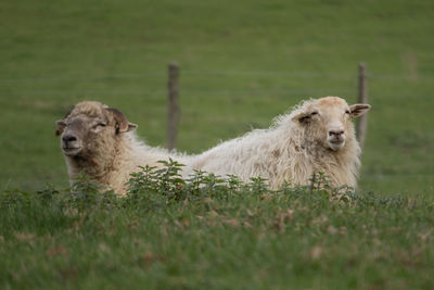 Sheep in a farm