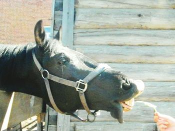 Portrait of horse in pen