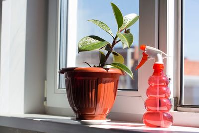 Close-up of potted plant and spray bottle by window