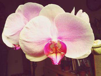 Close-up of orchid blooming outdoors