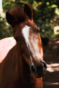 Close-up portrait of a horse