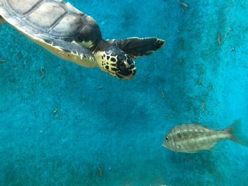 Sea turtle and fish swimming in tank