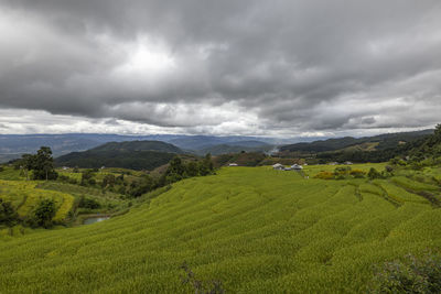 Scenic view of agricultural field against sky