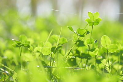 Close-up of plant