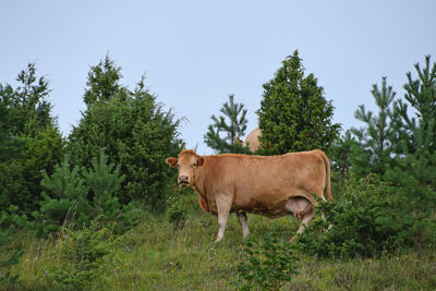 Portrait of brown cow standing on grassy field against clear sky