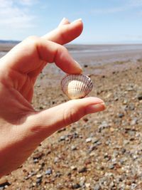 Close-up of cropped hand holding seashell on beach