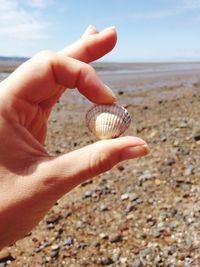 Close-up of cropped hand holding seashell on beach