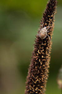 Close-up of dried plant on field