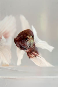 Close-up of a bird