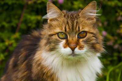 Close-up portrait of cat