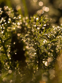 Close-up of christmas tree