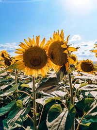 Close-up of yellow sunflower against sky