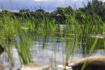 Plants growing in water