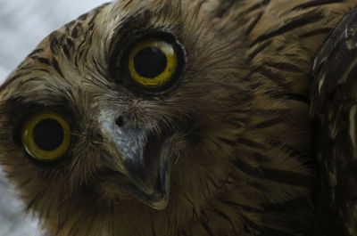 Close-up portrait of owl