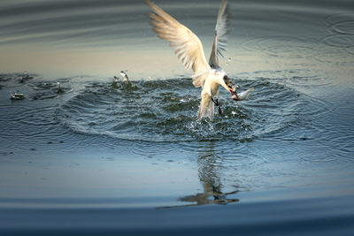 Seagulls flying over lake