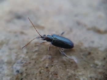 Close-up of insect