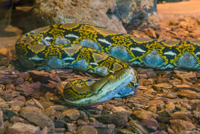 Close-up of turtle in zoo