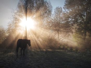 Sun shining through trees