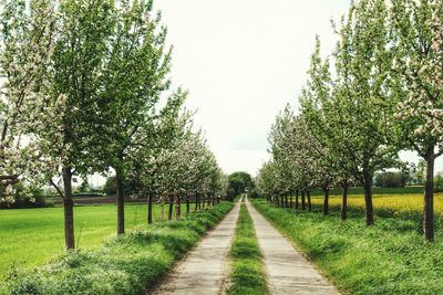 Footpath amidst trees on field against sky