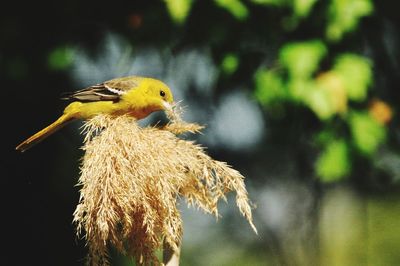 Close-up of bird perching on a plant